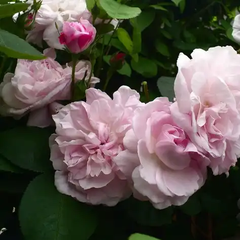 Trandafiri Centifolia (Provence) - Trandafiri - Fantin-Latour - 